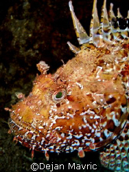 Nice scorpionfish was posing for me. Croatia, Adriatic.
... by Dejan Mavric 